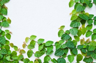 arka plan için duvarda yeşil sarmaşık bitki.