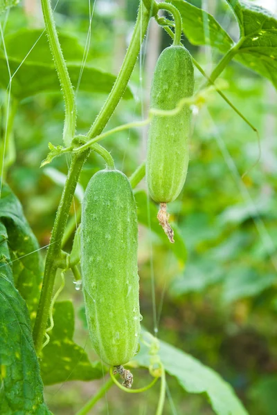 Komkommer op boom in de tuin. — Stockfoto