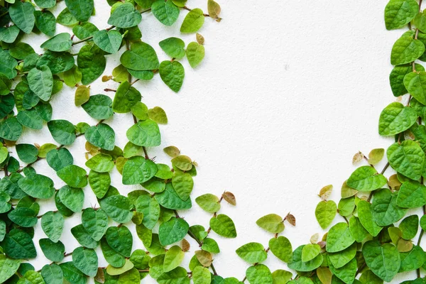 Die grüne Schlingpflanze an der Wand für den Hintergrund. — Stockfoto