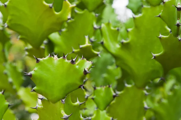 Gröna kaktus på natur bakgrund. — Stockfoto