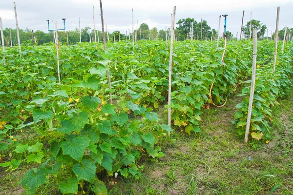 Plant van komkommer in platteland thailand. — Stockfoto