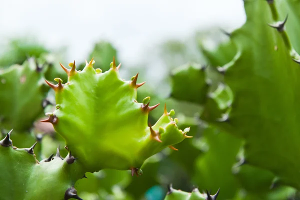 Gröna kaktus på natur bakgrund. — Stockfoto