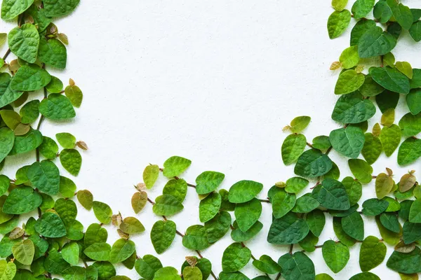 Arka plan için duvarda yeşil sarmaşık bitki. — Stok fotoğraf