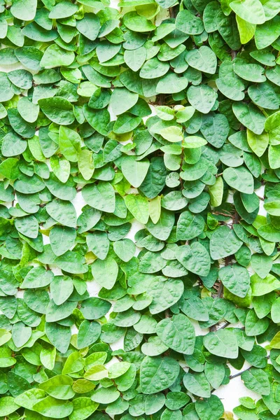 La pianta verde Creeper sulla parete per lo sfondo . — Foto Stock