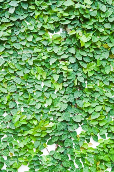 A zöld kúszónövény növény a falon, a háttér. — Stock Fotó