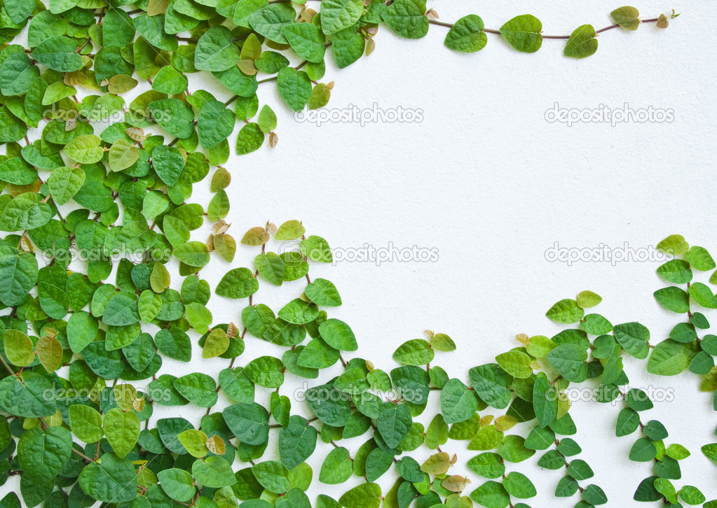 green creeper