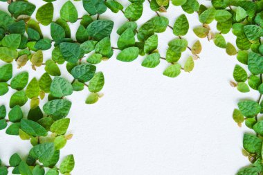 arka plan için duvarda yeşil sarmaşık bitki.