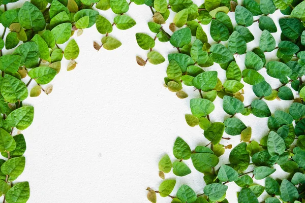 Rośliny zielone Pnącza na ścianie na tle. — Zdjęcie stockowe