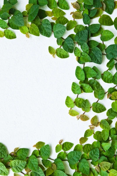 La pianta verde Creeper sulla parete per lo sfondo . — Foto Stock