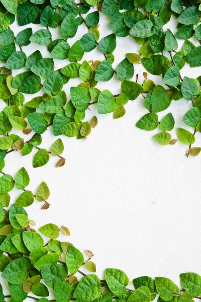 A zöld kúszónövény növény a falon, a háttér. — Stock Fotó