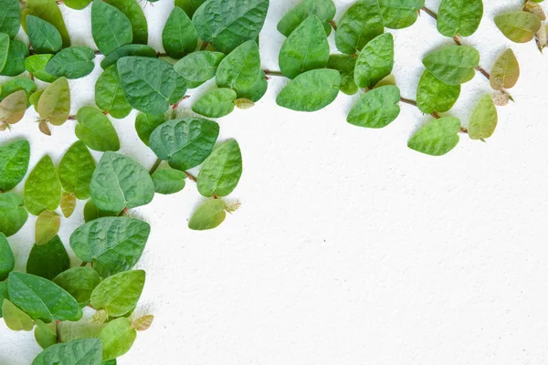 The Green Creeper Plant on the wall for background. — Stock Photo, Image