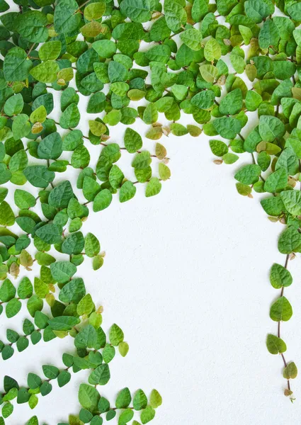 La plante Green Creeper sur le mur pour l'arrière-plan . — Photo