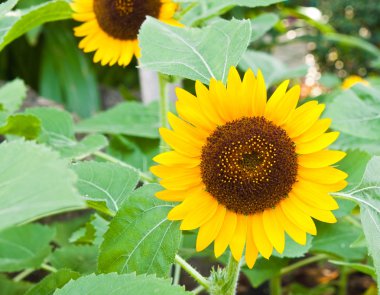 Ayçiçeği yakın çekim