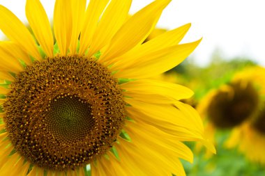 Ayçiçeği yakın çekim