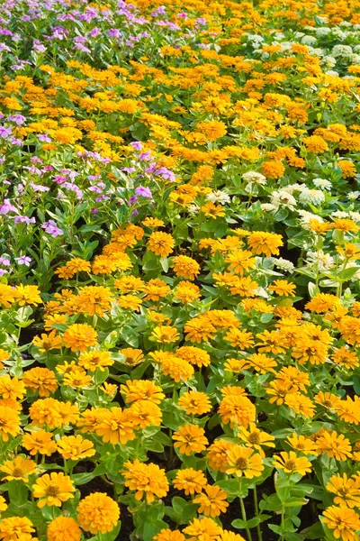 Kolorowy kwiat w ogrodzie — Zdjęcie stockowe
