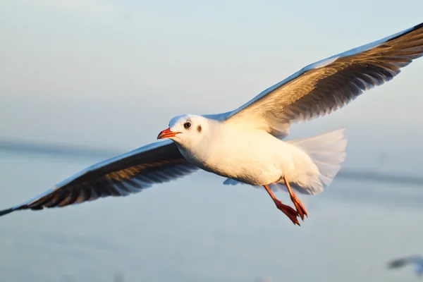 Meeuw in blauwe lucht achtergrond — Stockfoto