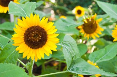 Ayçiçeği yakın çekim