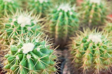 kaktüs yakın çekim