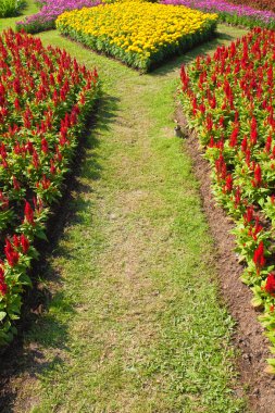 Bahçedeki renkli çiçek.