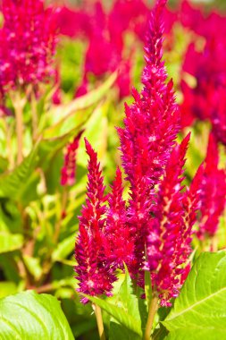 arka plan için kırmızı cockscomb çiçek.