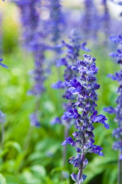 Mor tropikal çiçek, arka plan için soyut