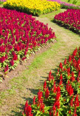 Bahçedeki renkli çiçek.