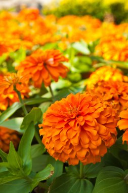 Bahçede turuncu zinya çiçekleri