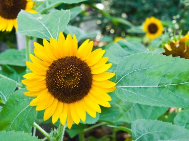 Ayçiçeği yakın çekim