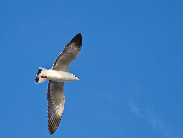 Meeuw in blauwe lucht achtergrond — Stockfoto