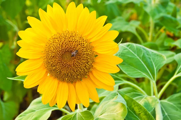 Tournesol gros plan sur fond de congé vert — Photo