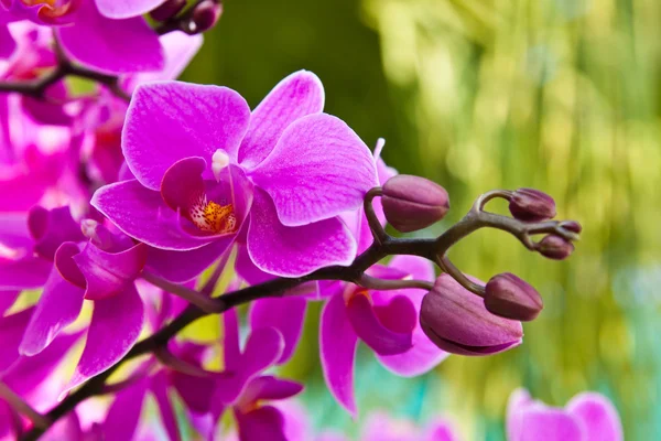Красивая фиолетовая орхидея вблизи — стоковое фото