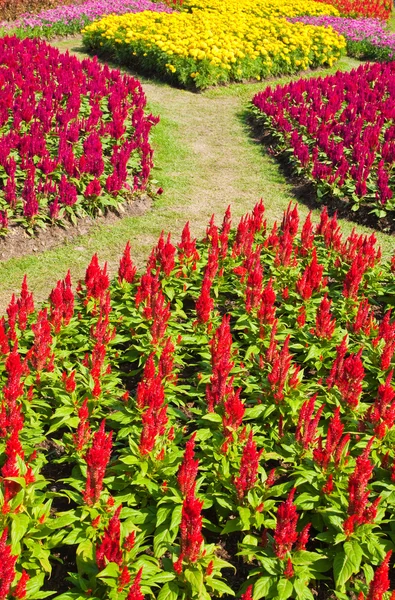 Färgglada blomma i trädgården — Stockfoto