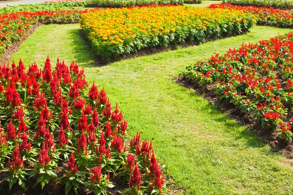 Färgglada blomma i trädgården — Stockfoto