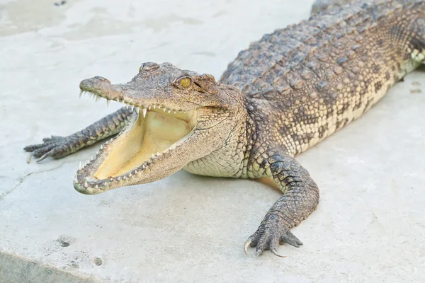 Jonge krokodillen rusten — Stockfoto