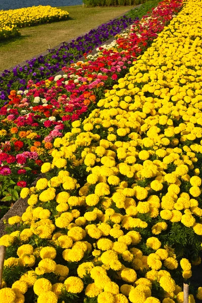 Colorful flower in the garden — Stock Photo, Image