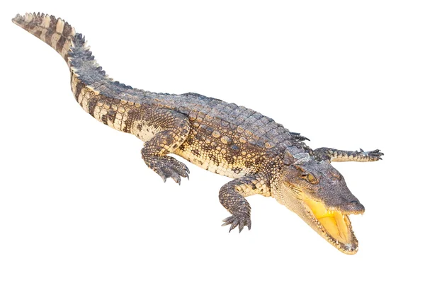 Krokodil geïsoleerd op een witte achtergrond met uitknippad — Stockfoto