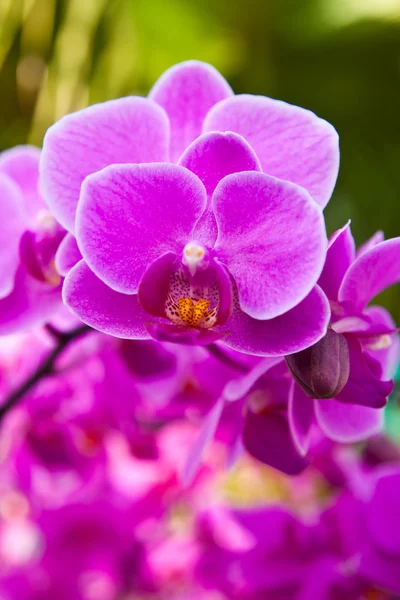 Hermosa orquídea morada de cerca —  Fotos de Stock