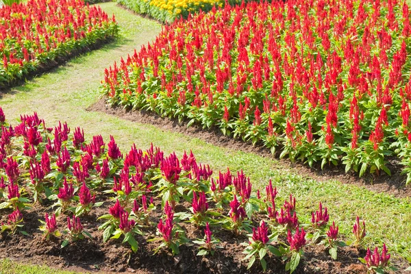 Fleurs colorées dans le jardin — Photo