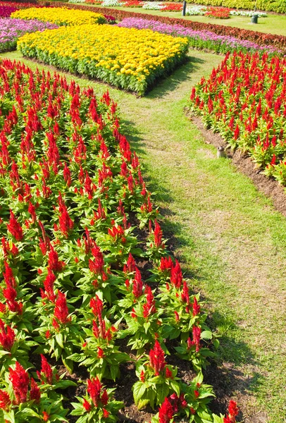 Färgglada blomma i trädgården — Stockfoto