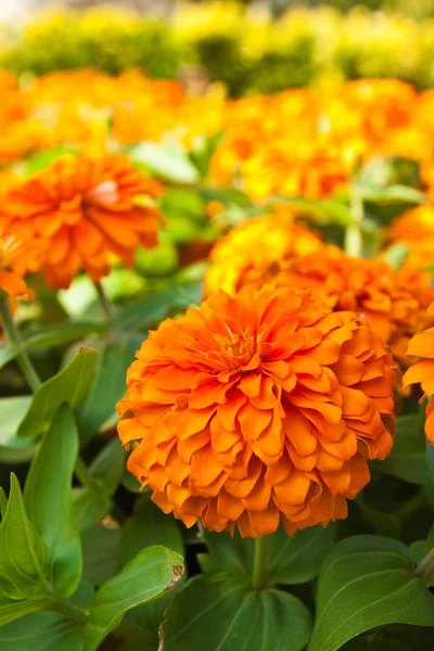 Orange zinnia blommor i trädgården — Stockfoto