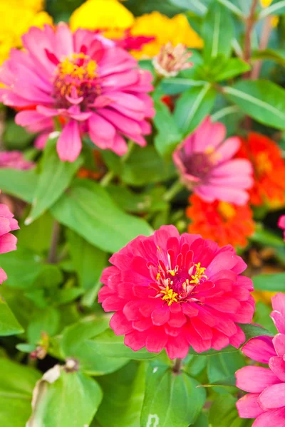 Zinnia blommorna i trädgården — Stockfoto