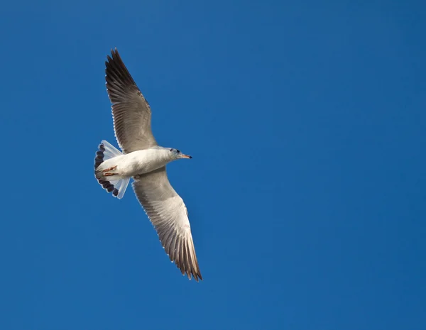 Gaivota em fundo céu azul — Fotografia de Stock