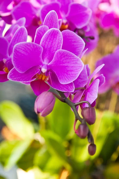 Beautiful purple orchid close up — Stock Photo, Image