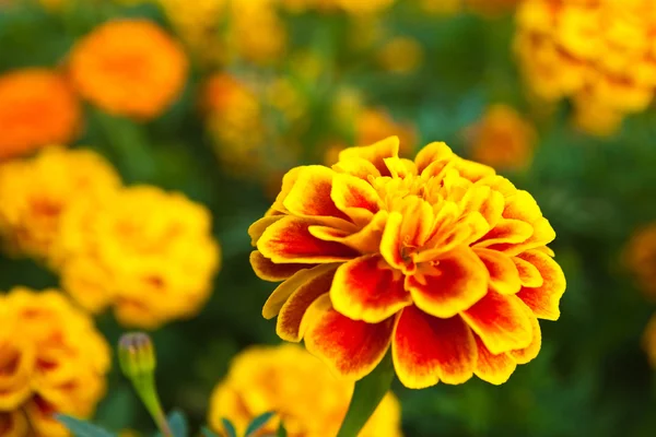 The yellow marigold — Stock Photo, Image