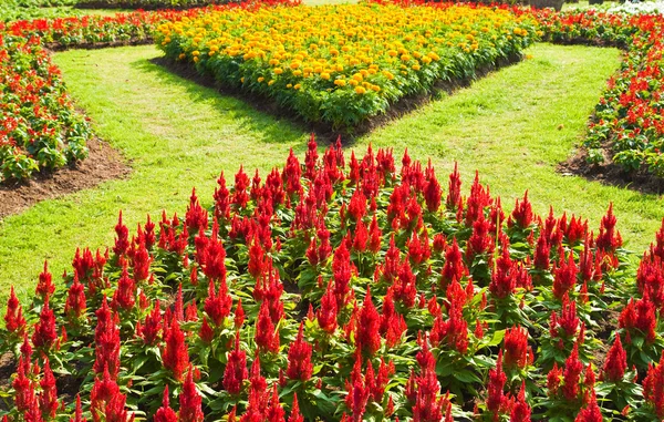 Färgglada blomma i trädgården — Stockfoto