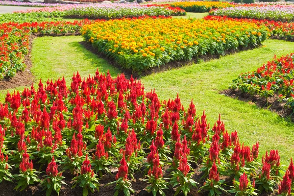 Fleurs colorées dans le jardin — Photo