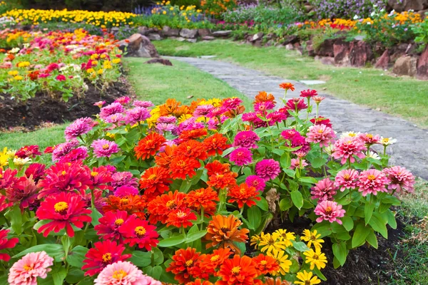 Colorful flower in the garden — Stock Photo, Image