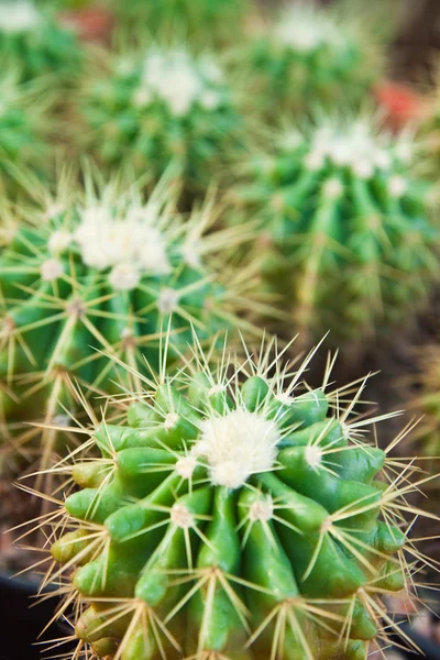 Cactus de perto — Fotografia de Stock