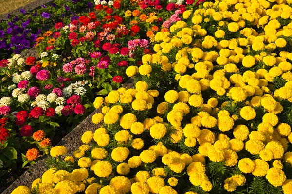 Färgglada blomma i trädgården — Stockfoto