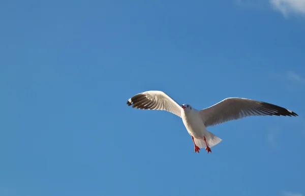 Meeuw in blauwe lucht achtergrond — Stockfoto